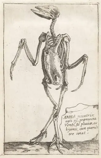 Skeleton of a Heron