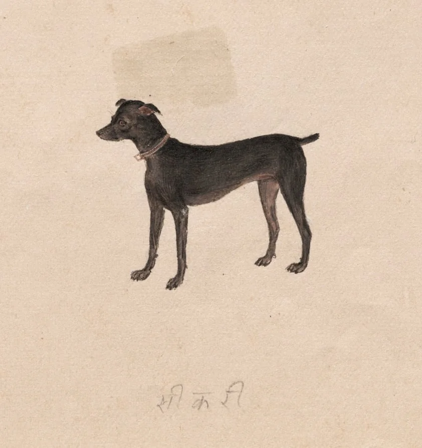 Sikari, by Unknown, 1894