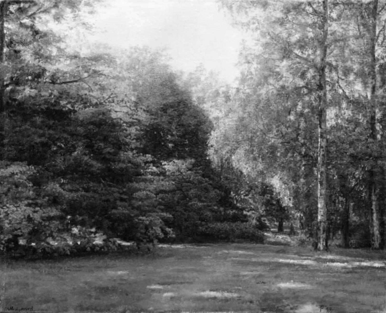 Park with Tall Trees