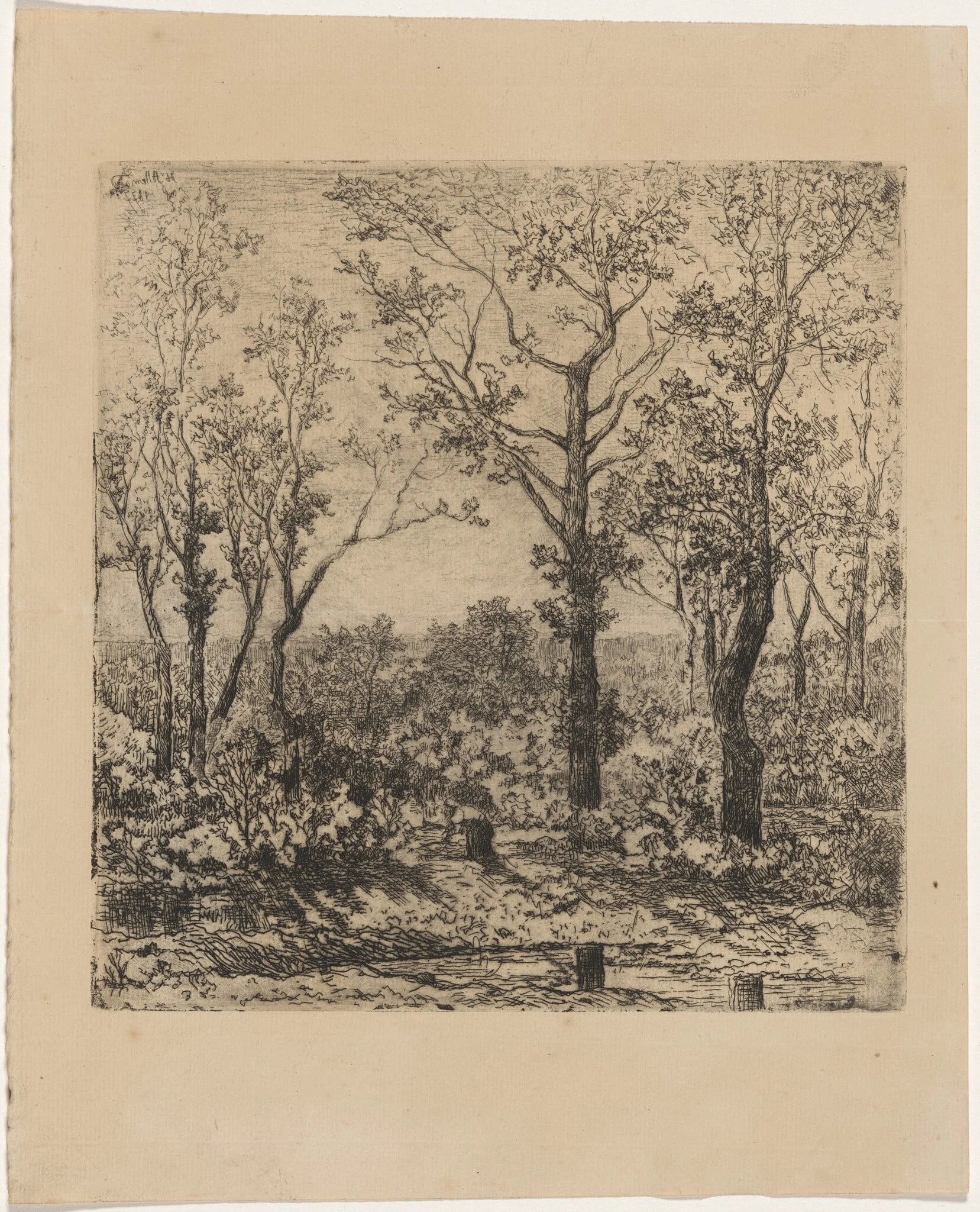 Bois de la charbonnière