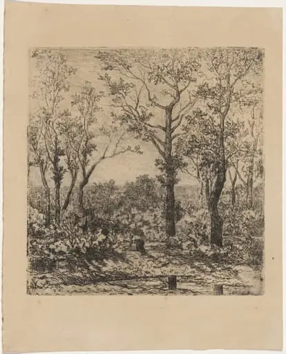 Bois de la charbonnière