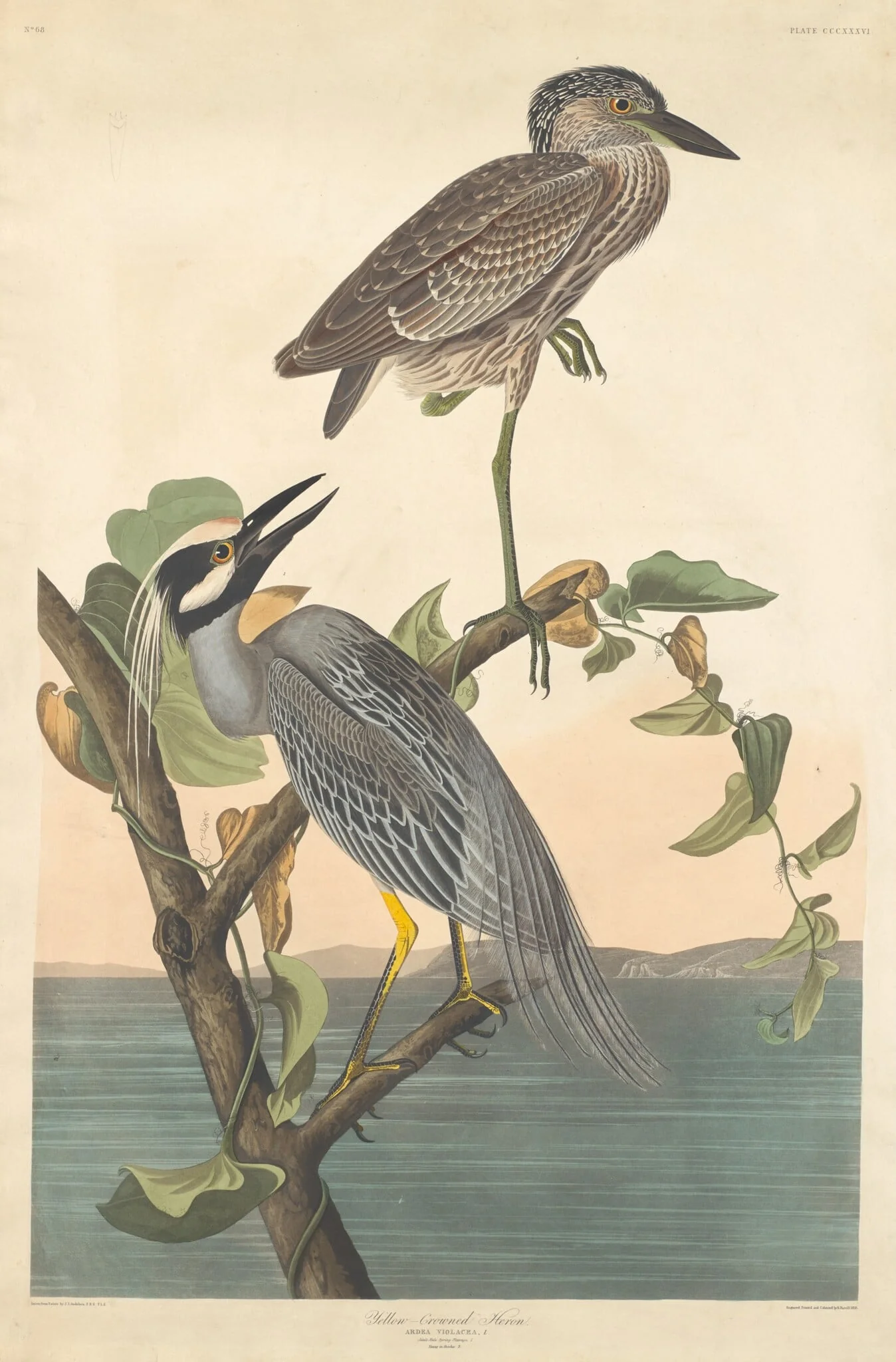 Yellow-crowned Heron, by Robert Havell Jr., ink, 1836