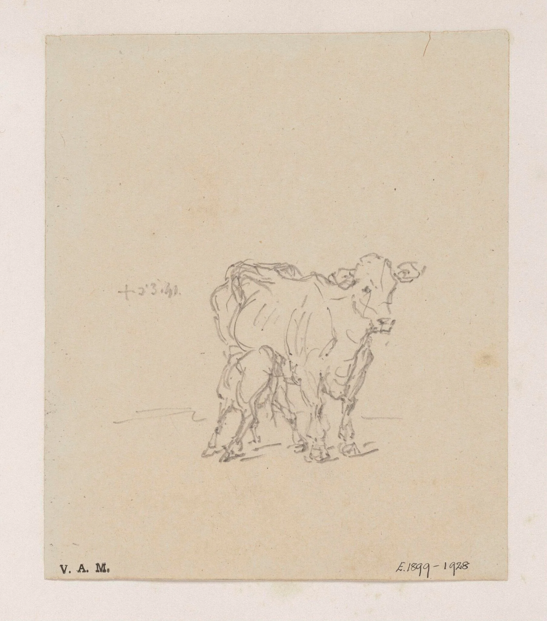 A cow and calf, by George Chinnery, 4