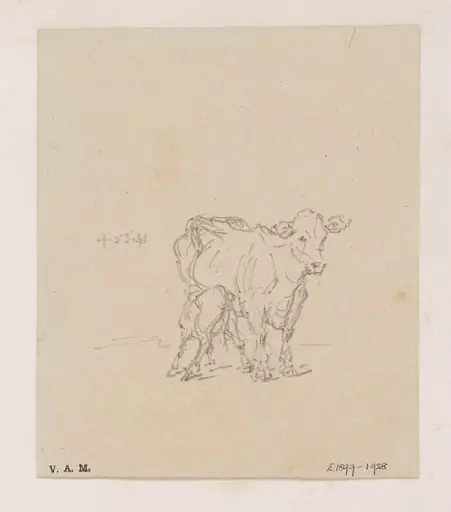 A cow and calf