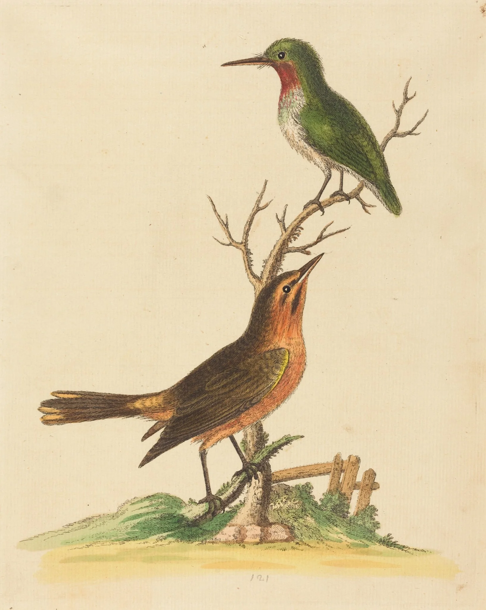 Green Bird with Red Throat and Brown and Orange Bird, by George Edwards, ink, 1734