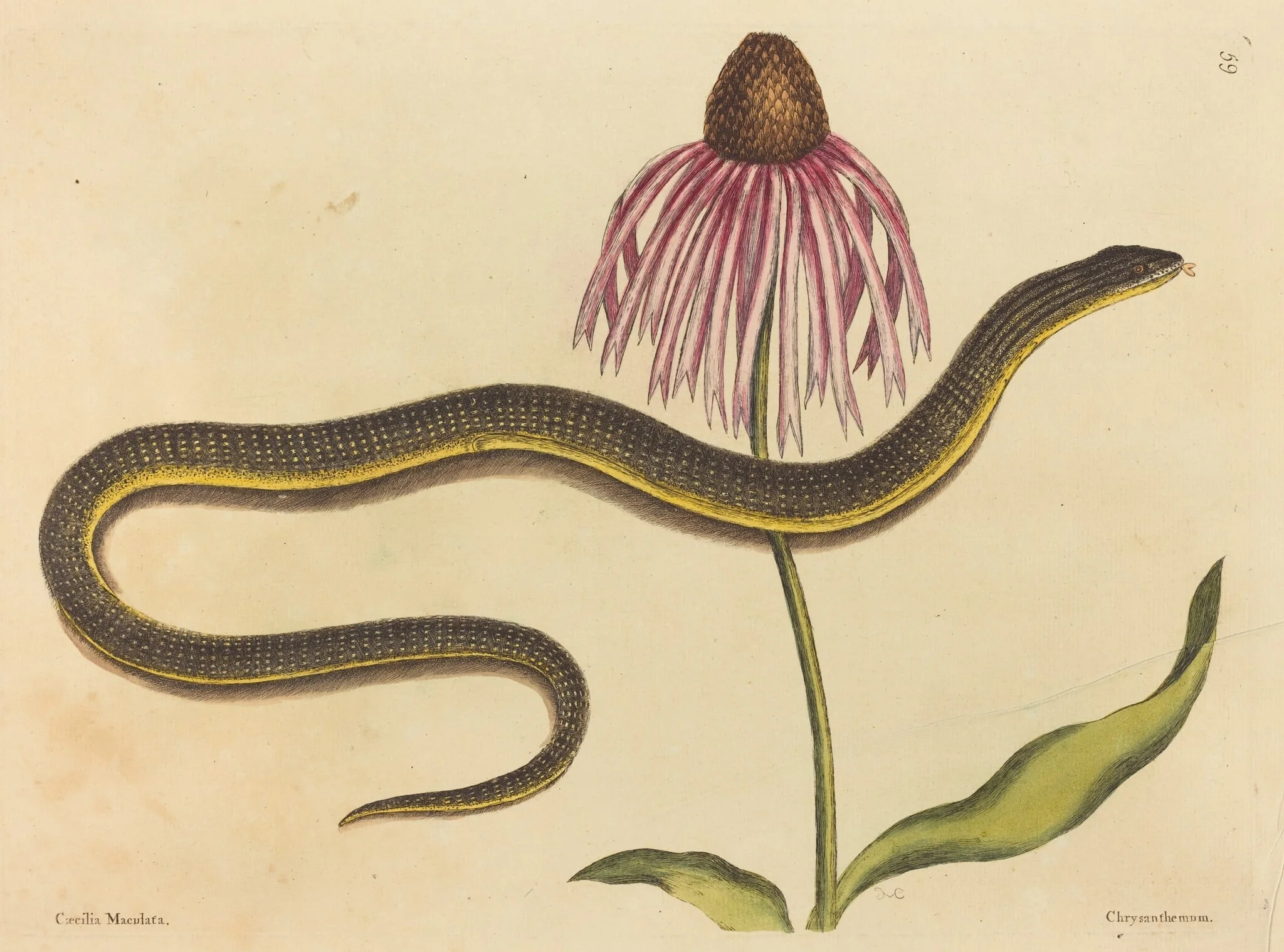 The Glass Snake (Anguis ventralis), by Mark Catesby, ink, 1737