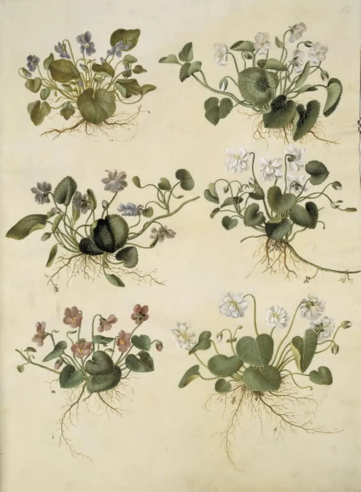 Viola odorata (marts-viol), by Unknown, unspecified, 1654