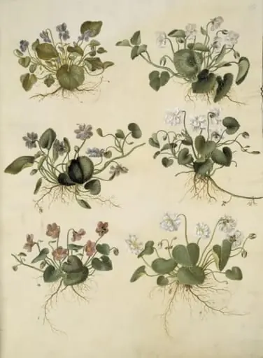 Viola odorata (marts-viol)