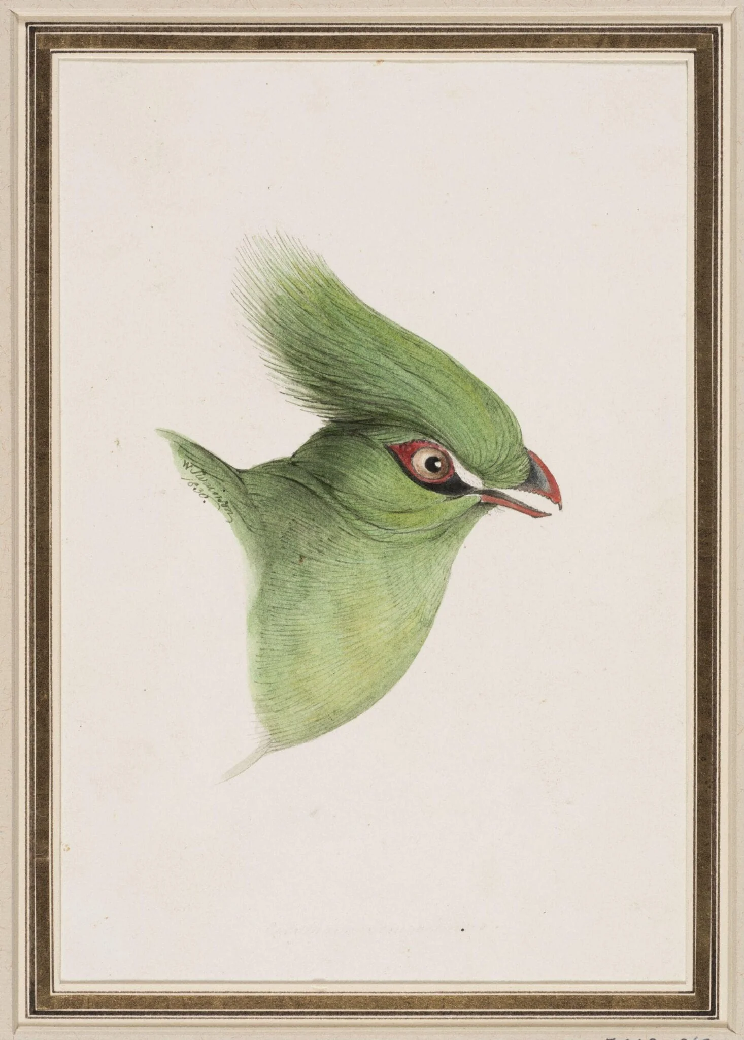 Untitled, by William Swainson, 1836