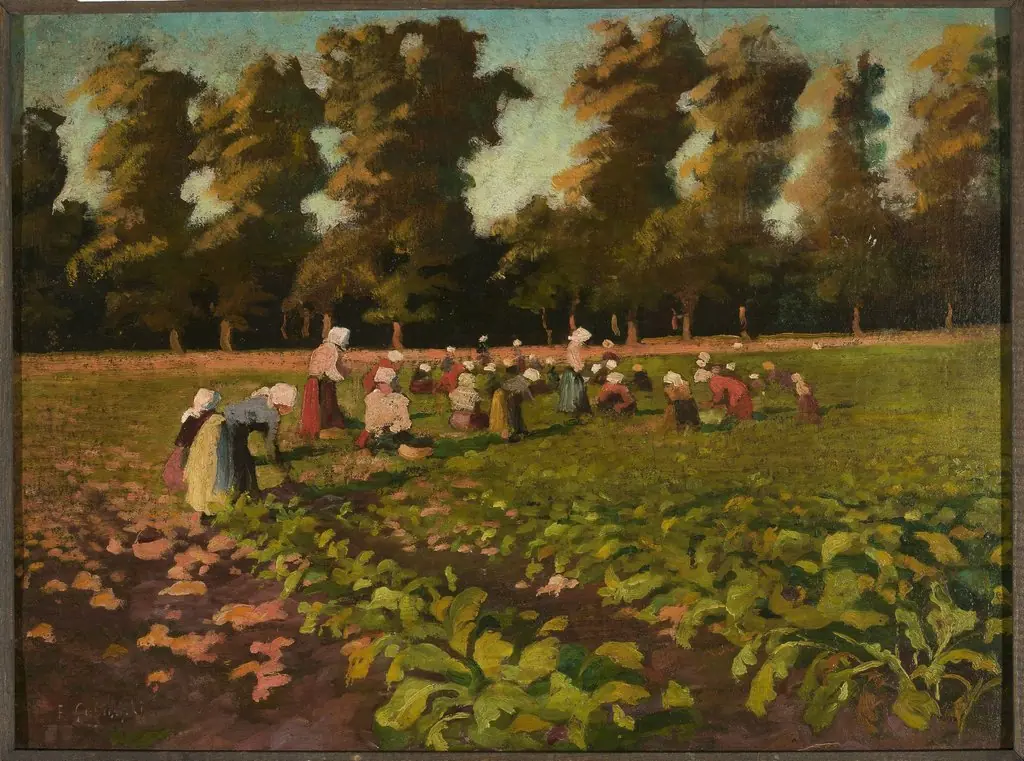 Harvesting beetroots