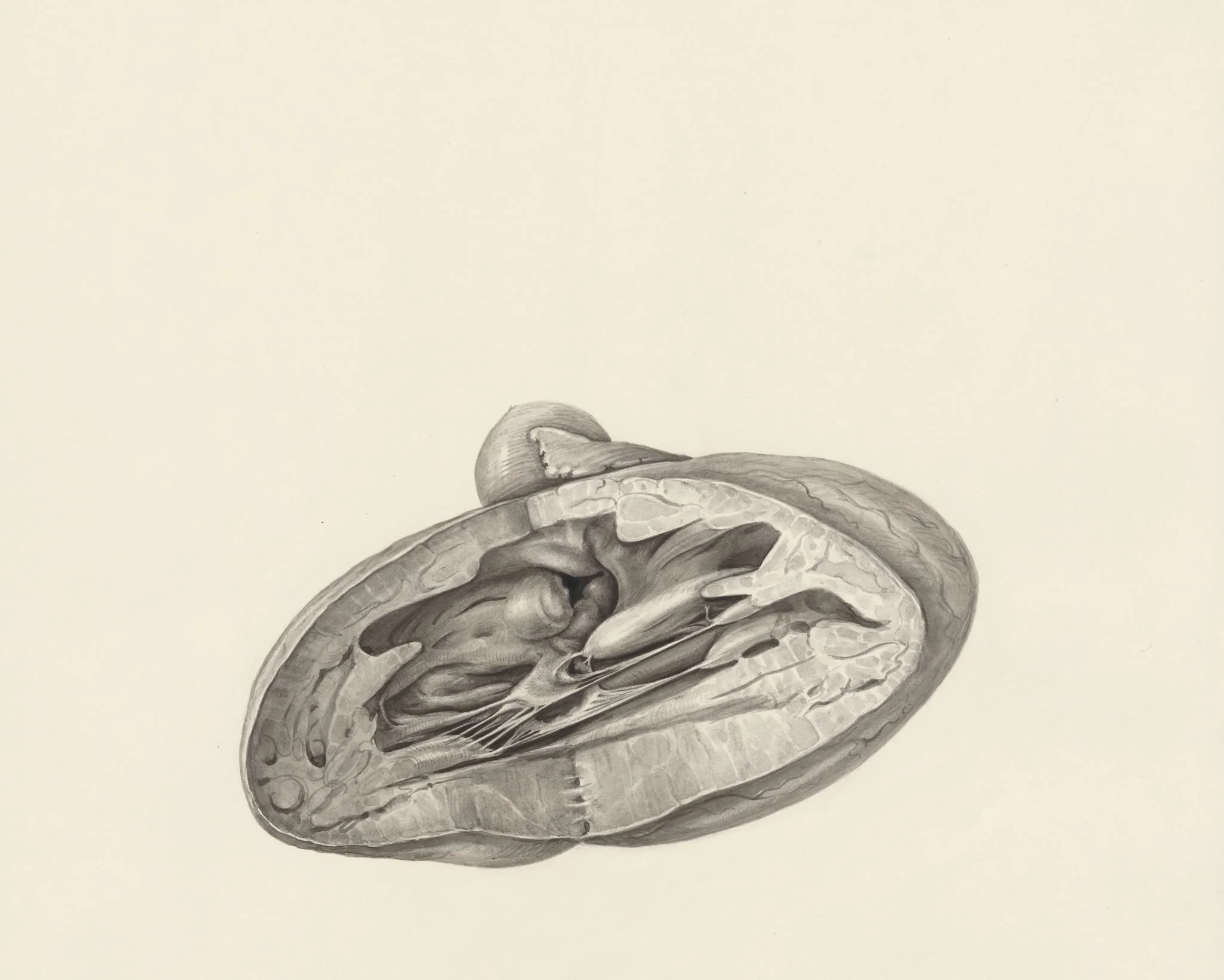 Cross section of a heart