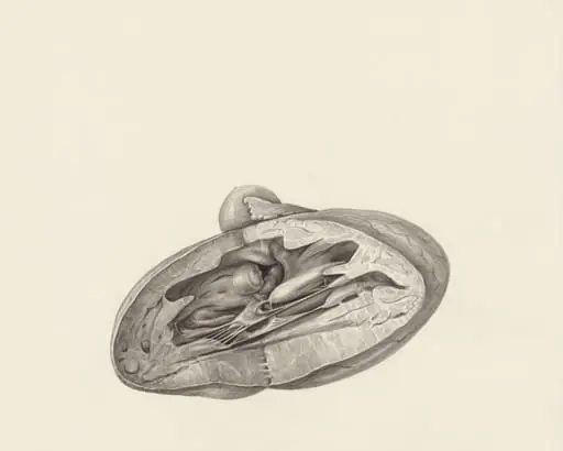 Cross section of a heart