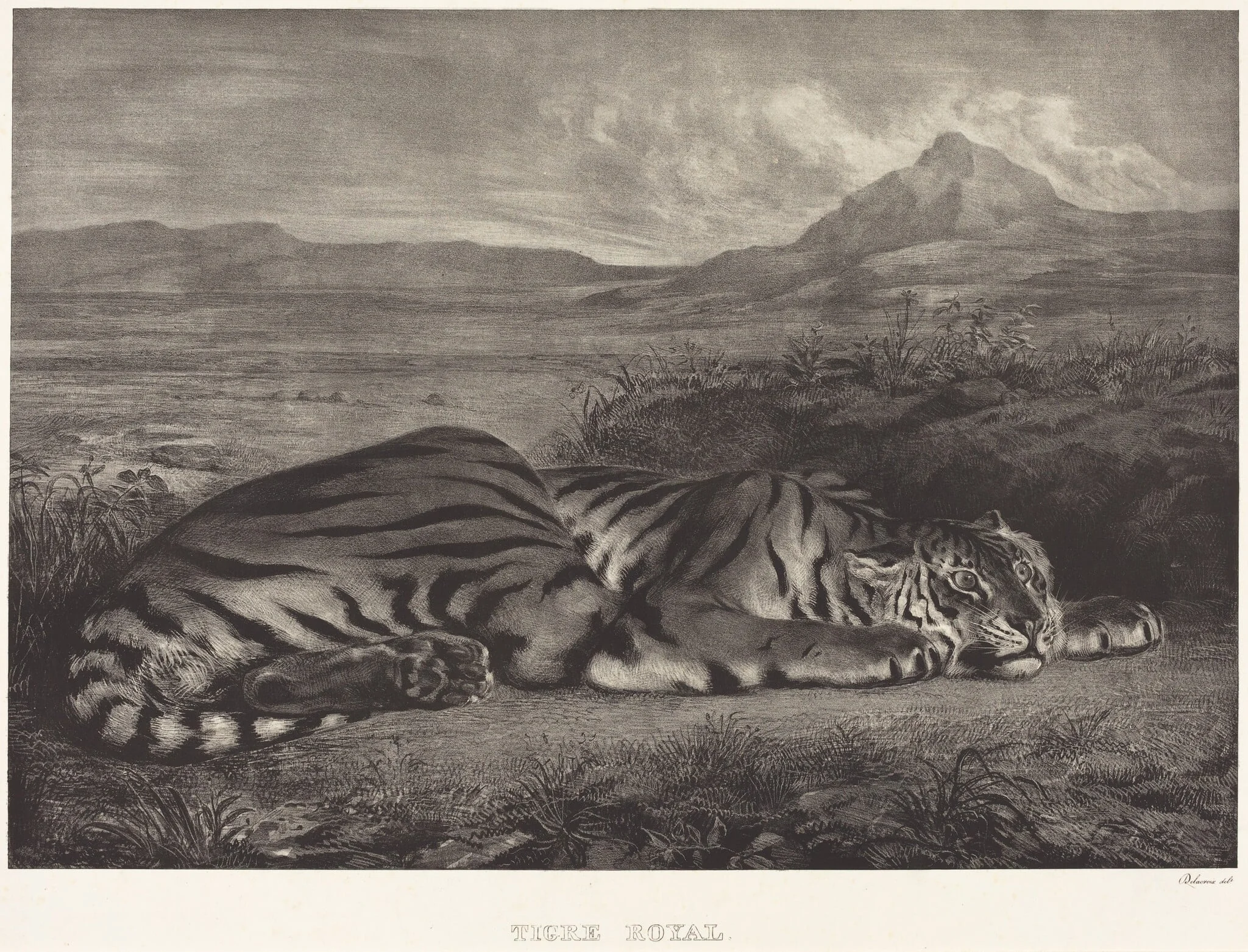 Royal Tiger (Tigre Royal), by Eugène Delacroix, ink, 1829