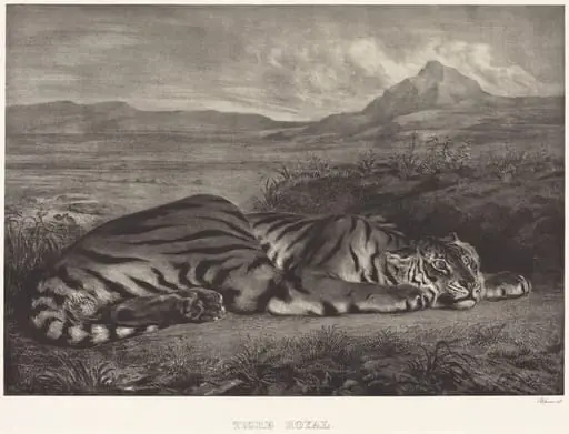 Royal Tiger (Tigre Royal)