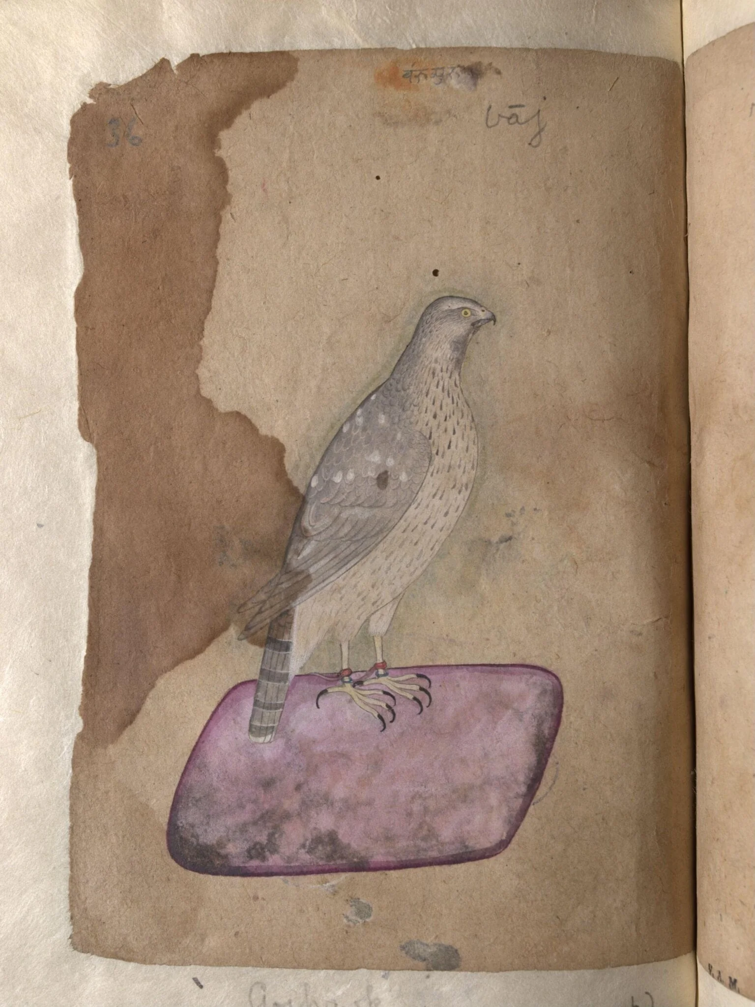 Depictions of a Hoopoe and a Goshawk of Northern India