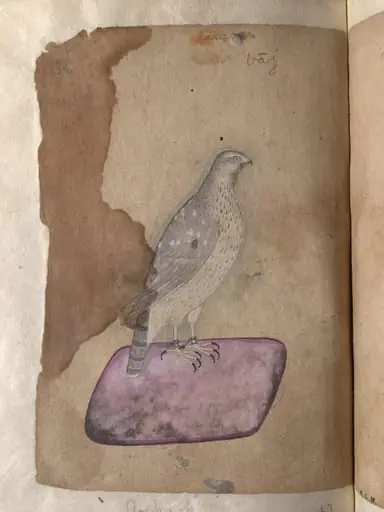 Depictions of a Hoopoe and a Goshawk of Northern India