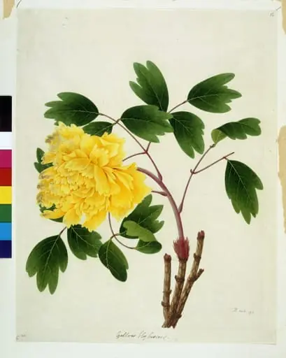 Peony