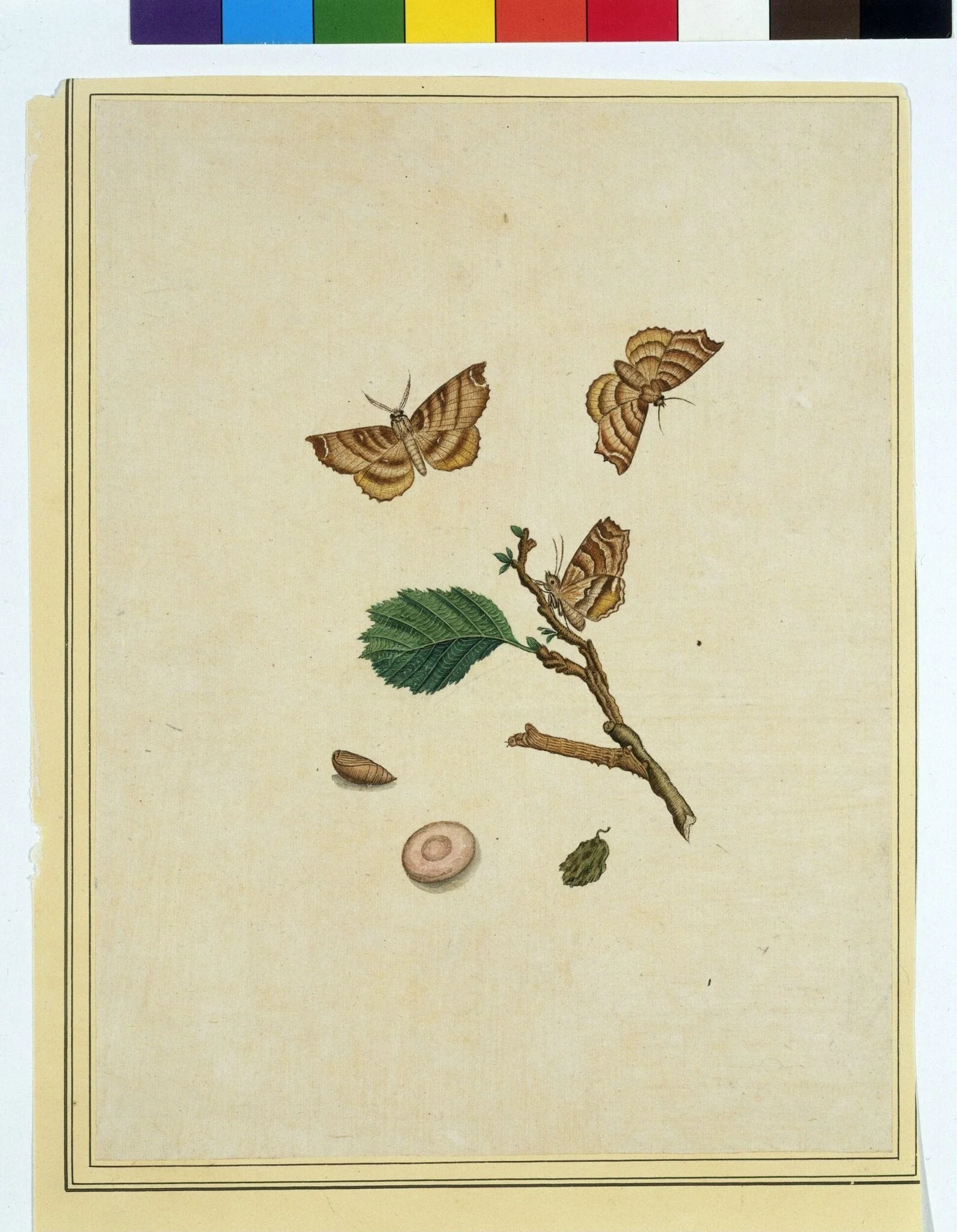 Butterflies, by Unknown, paint, 1800