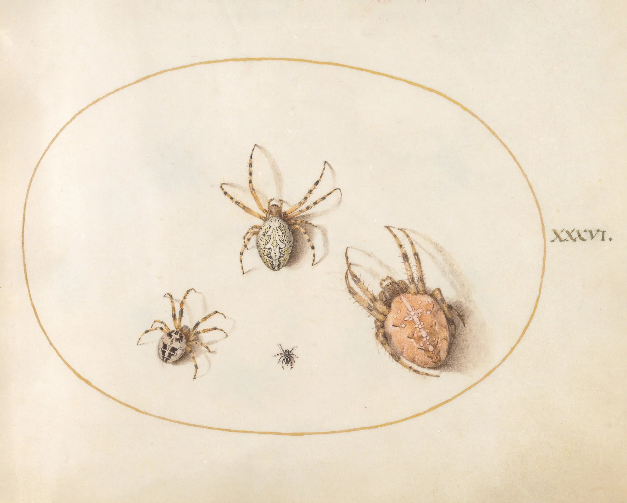 Plate 36: Three Large Spiders and One Small Spider, by Joris Hoefnagel, gouache, 1594