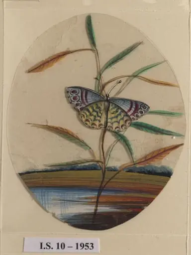 An unidentified butterfly on a leaf