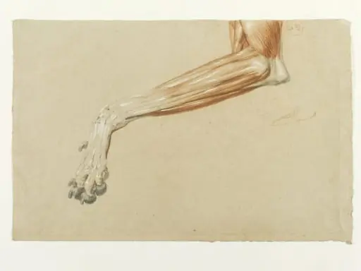 Ecorche drawing of a dog's leg