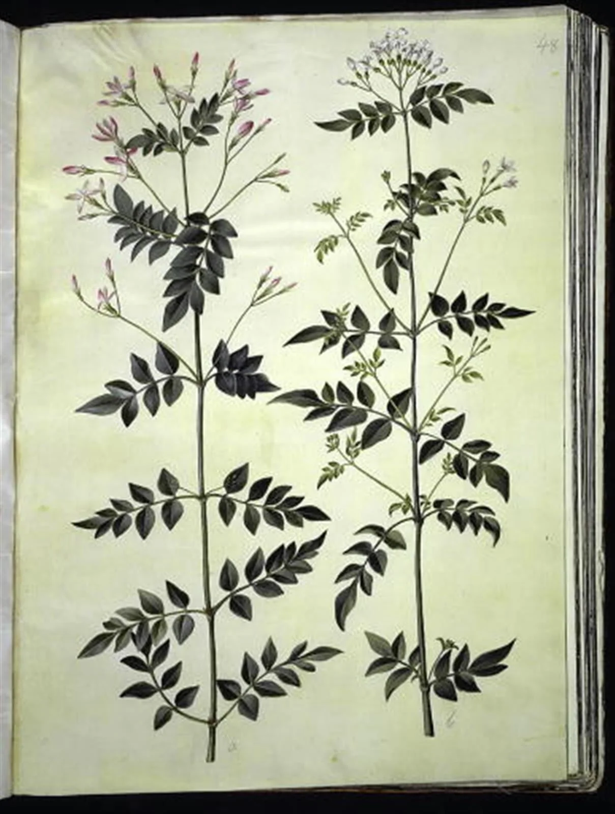 Jasminum officinale (læge-jasmin), by Unknown, unspecified, 1654