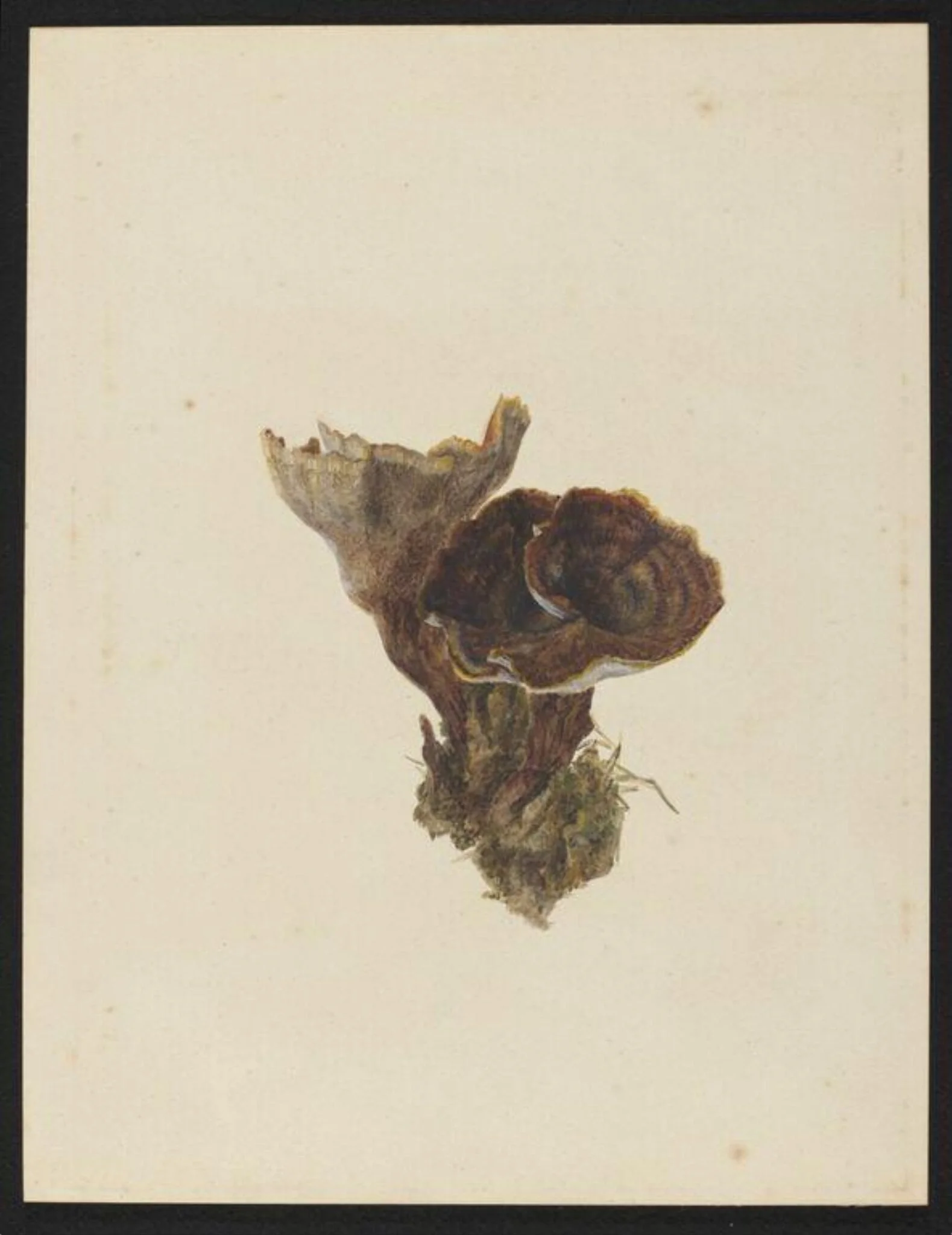 Untitled, by Beatrix Potter, watercolor, 11