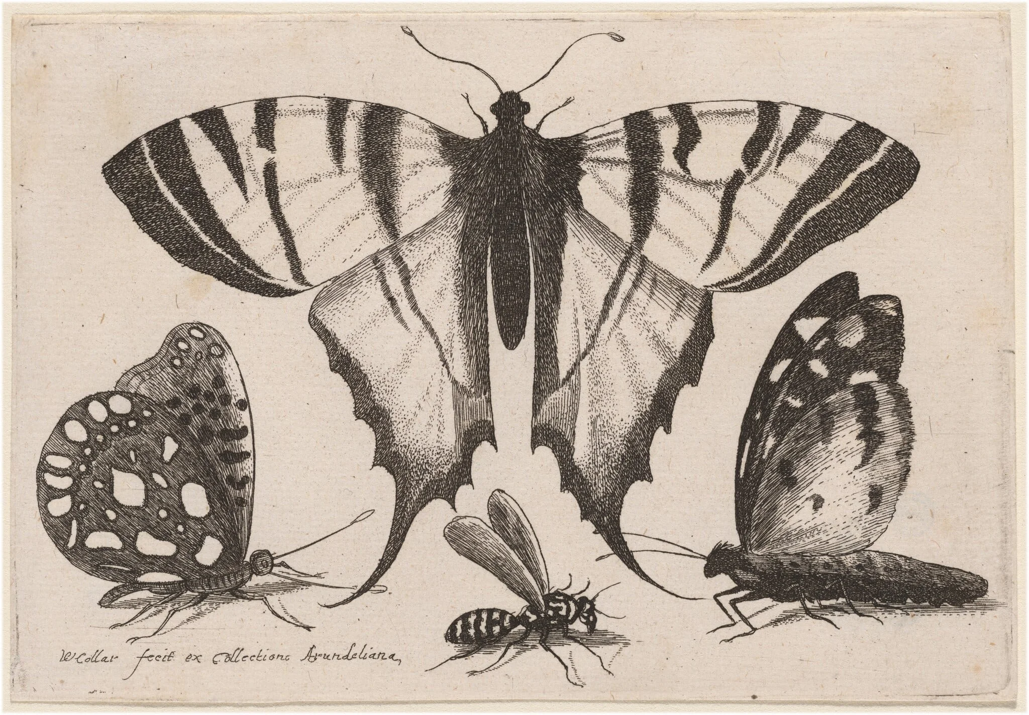 Two Butterflies, a Wasp, and a Moth, by Wenceslaus Hollar, ink, 1646
