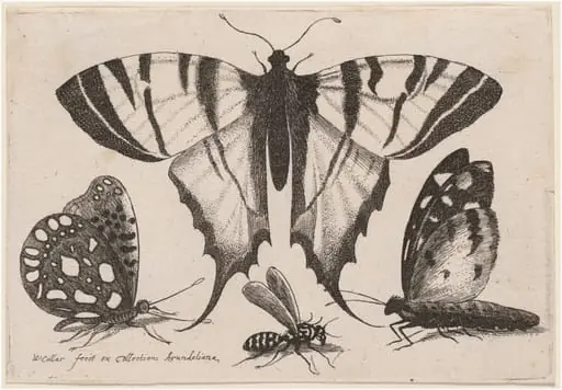 Two Butterflies, a Wasp, and a Moth