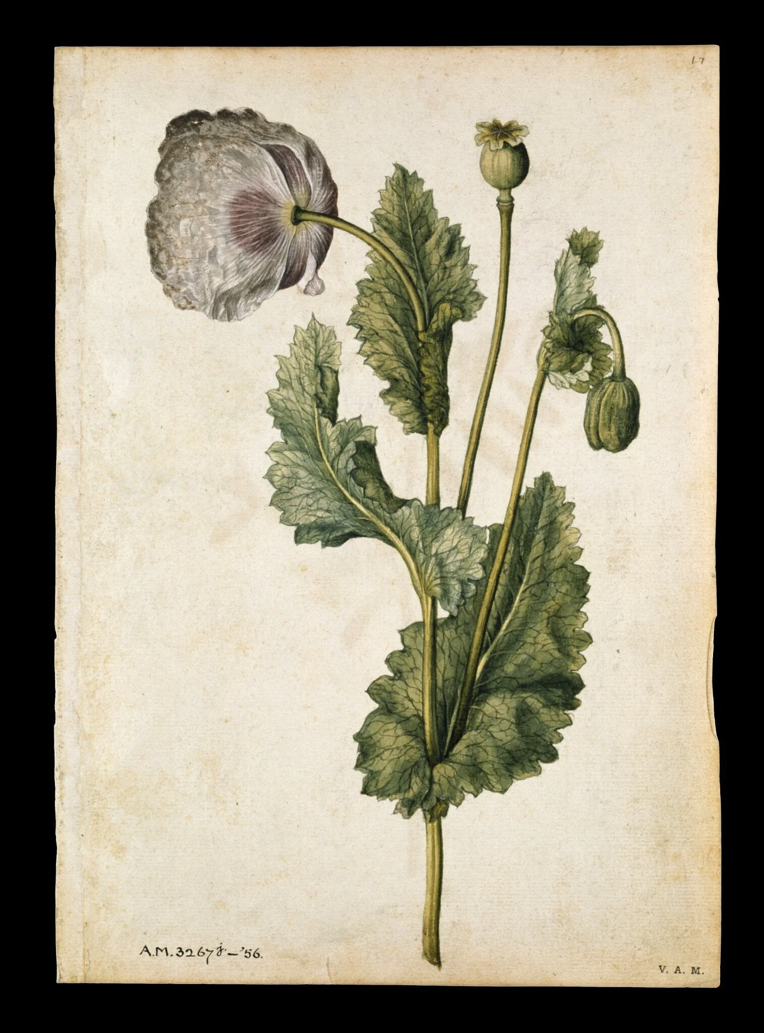 Opium poppy; Vetch and black-veined white butterfly, by Jacques Le Moyne de Morgues, watercolor, 1568