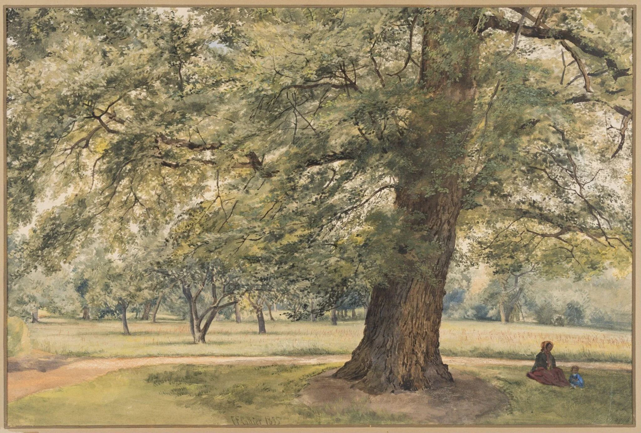 Study of an Elm Tree