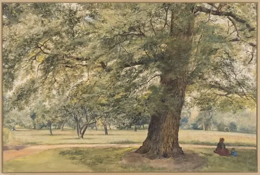 Study of an Elm Tree