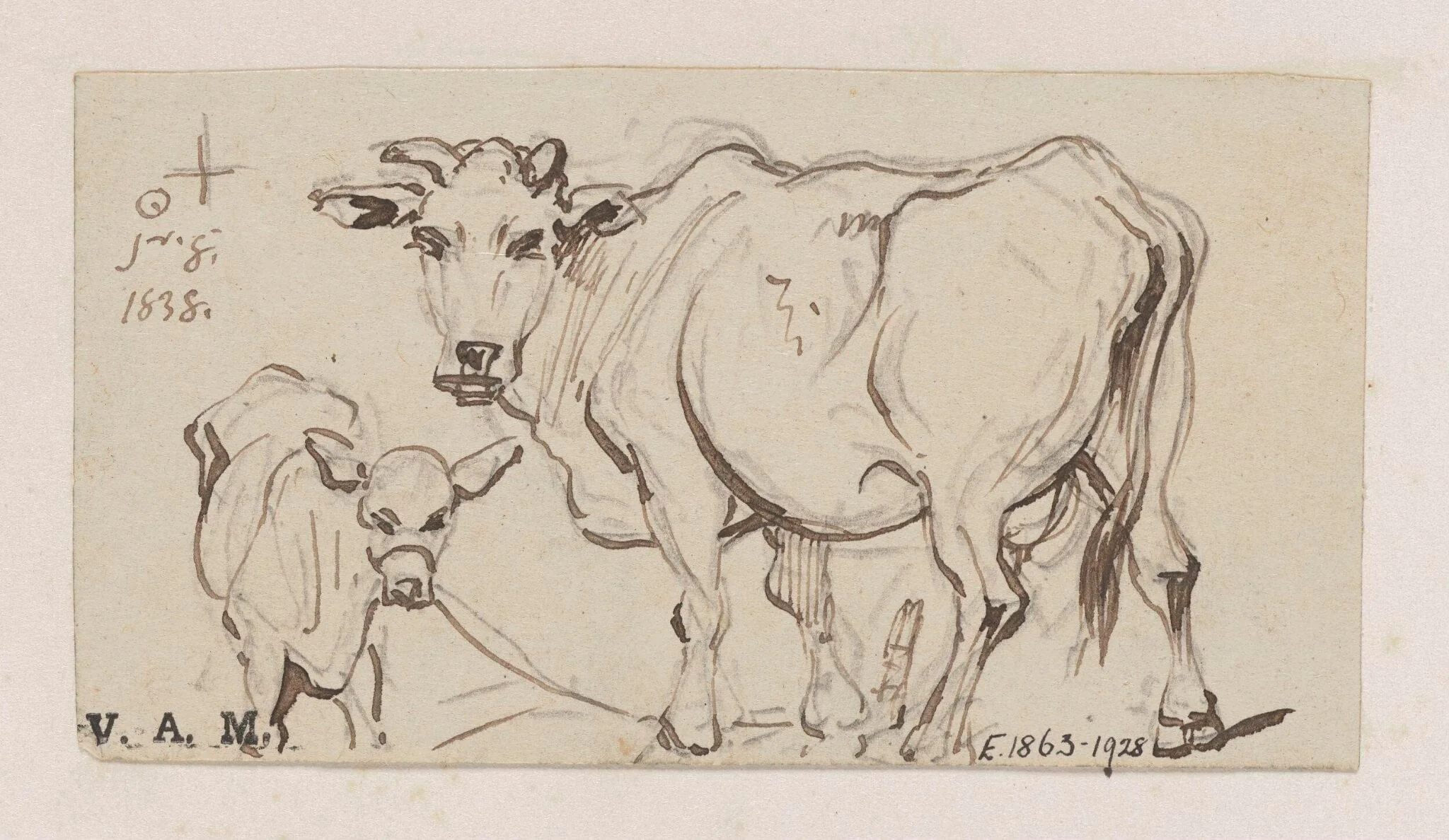 A cow and calf, by George Chinnery, 4
