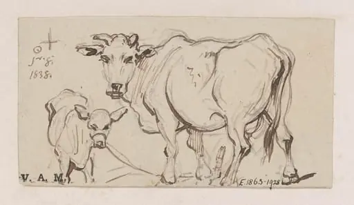 A cow and calf