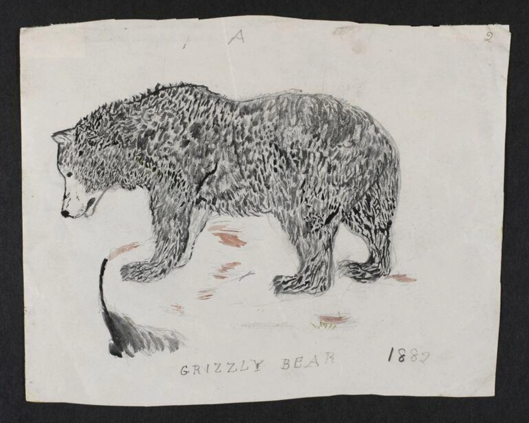 Untitled, by Bertram Potter, watercolor, 1882