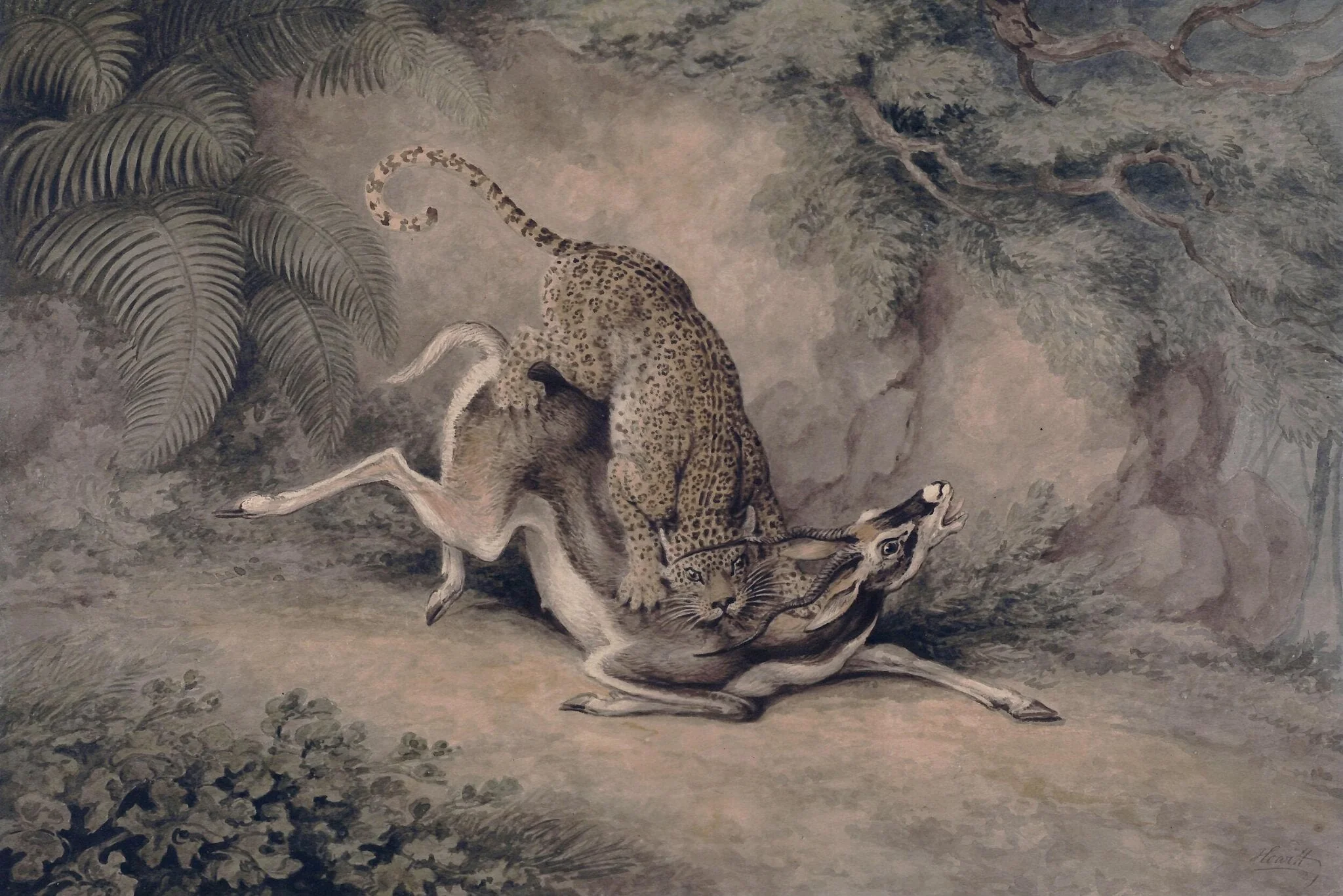 Leopard attacking an Antelope