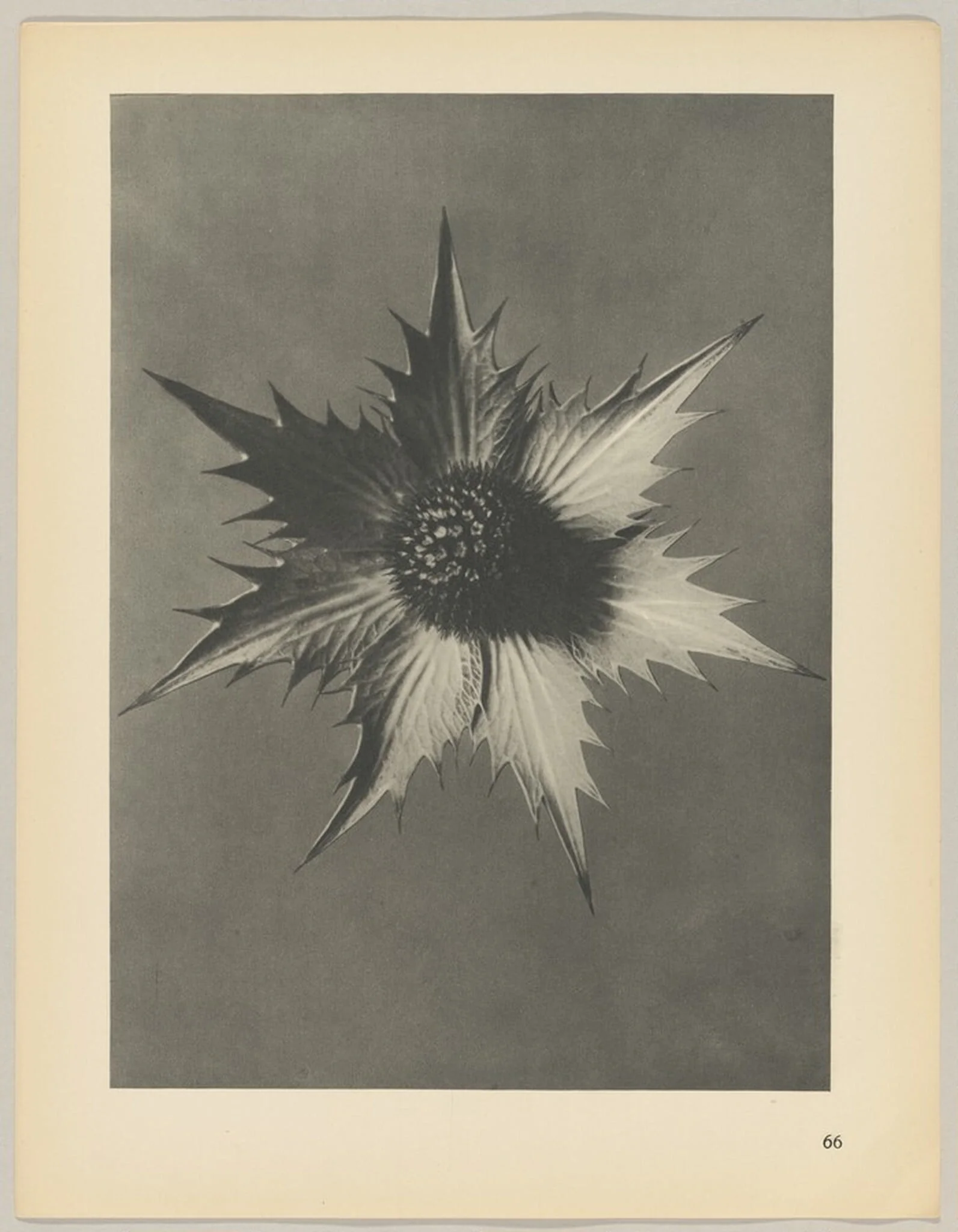 Eryngium giganteum