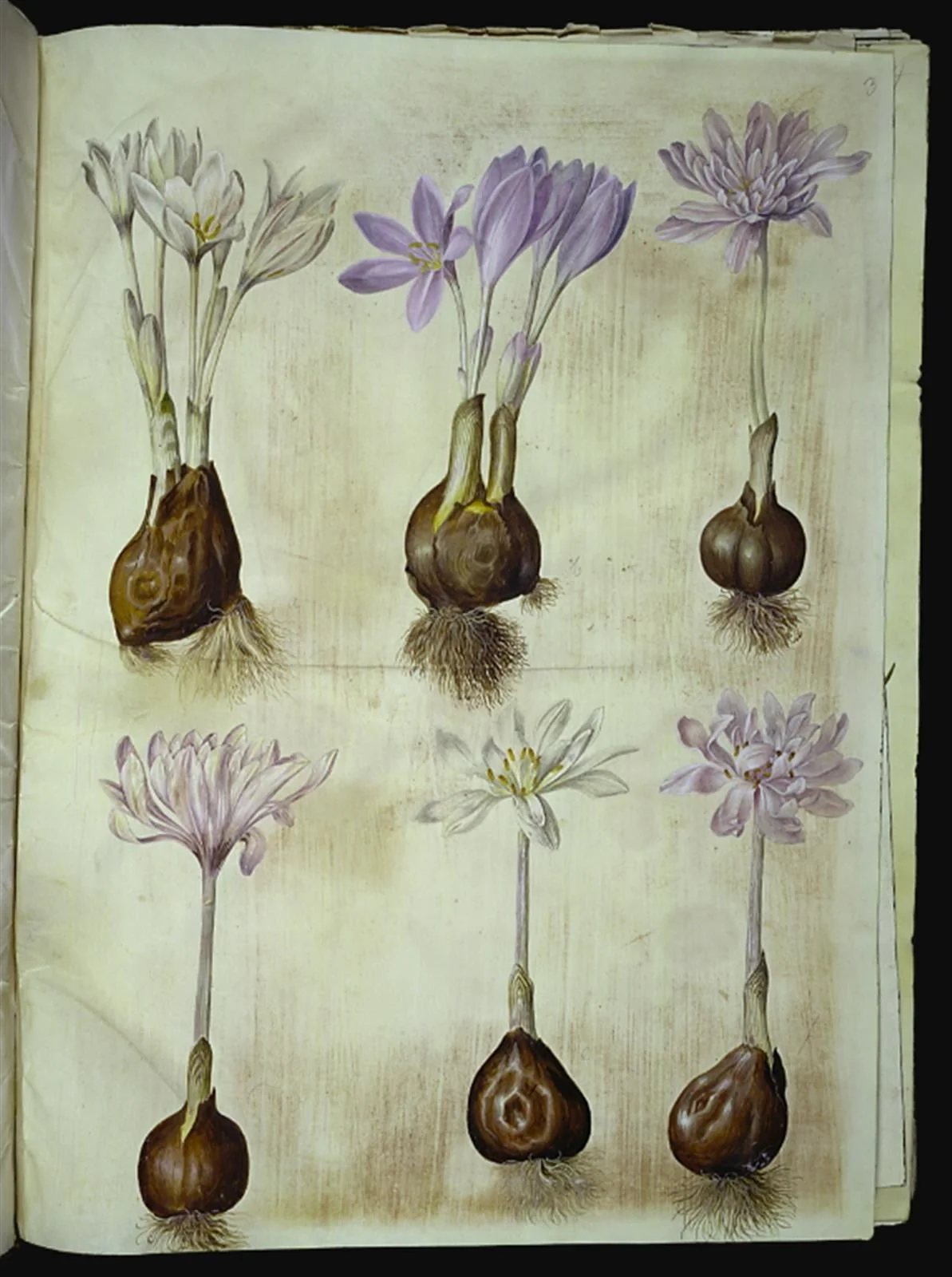 Colchicum autumnale (høst-tidløs), by Unknown, unspecified, 1654
