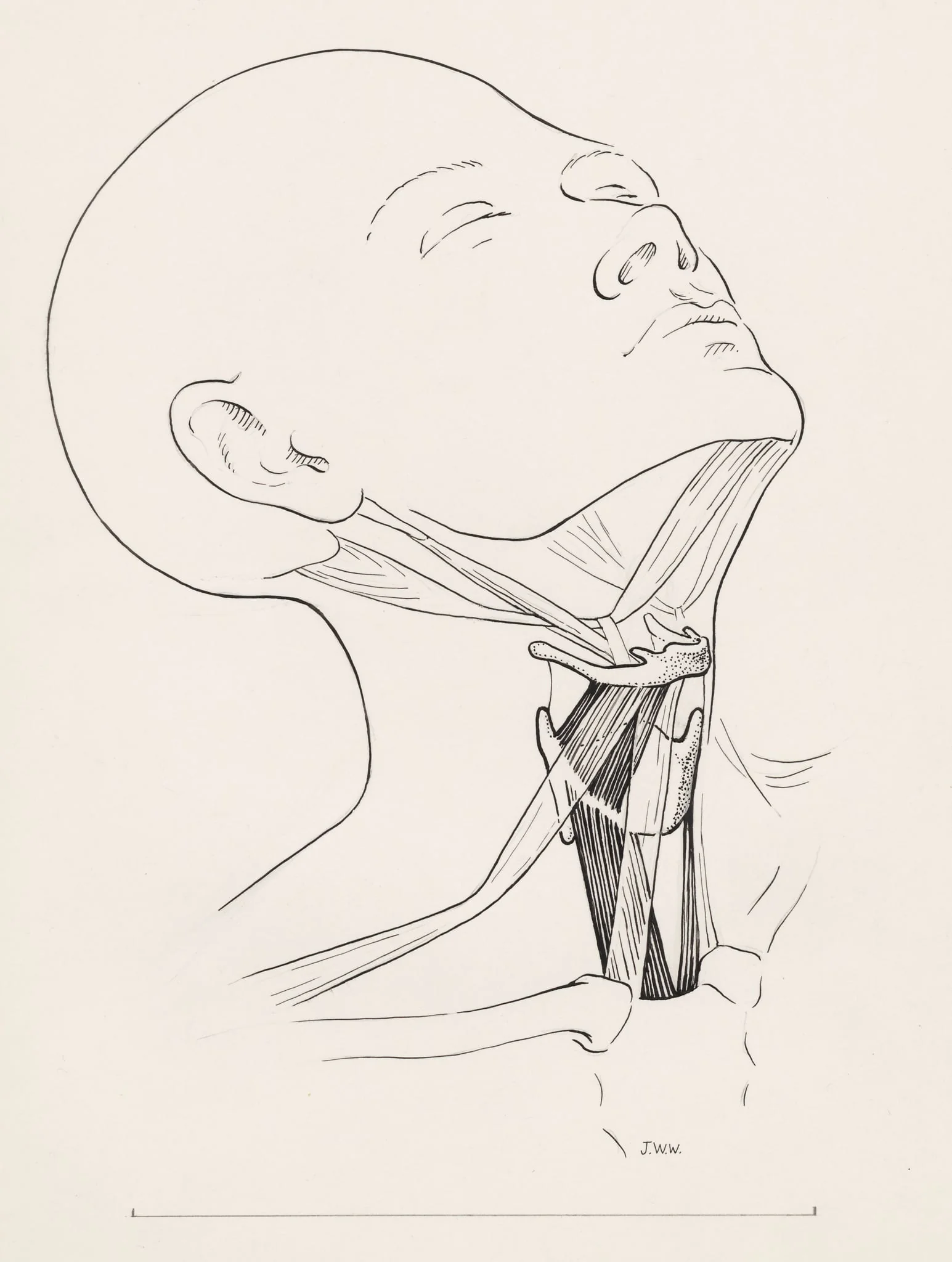 Muscular tissue of the human neck, by J Wetselaar-Whittaker, 1970