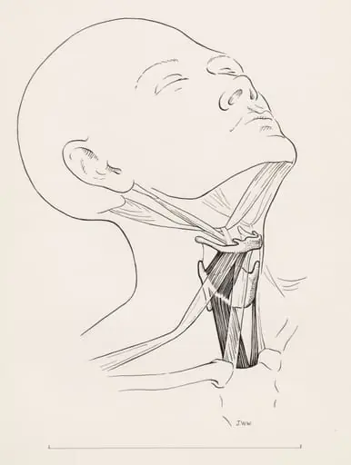 Muscular tissue of the human neck
