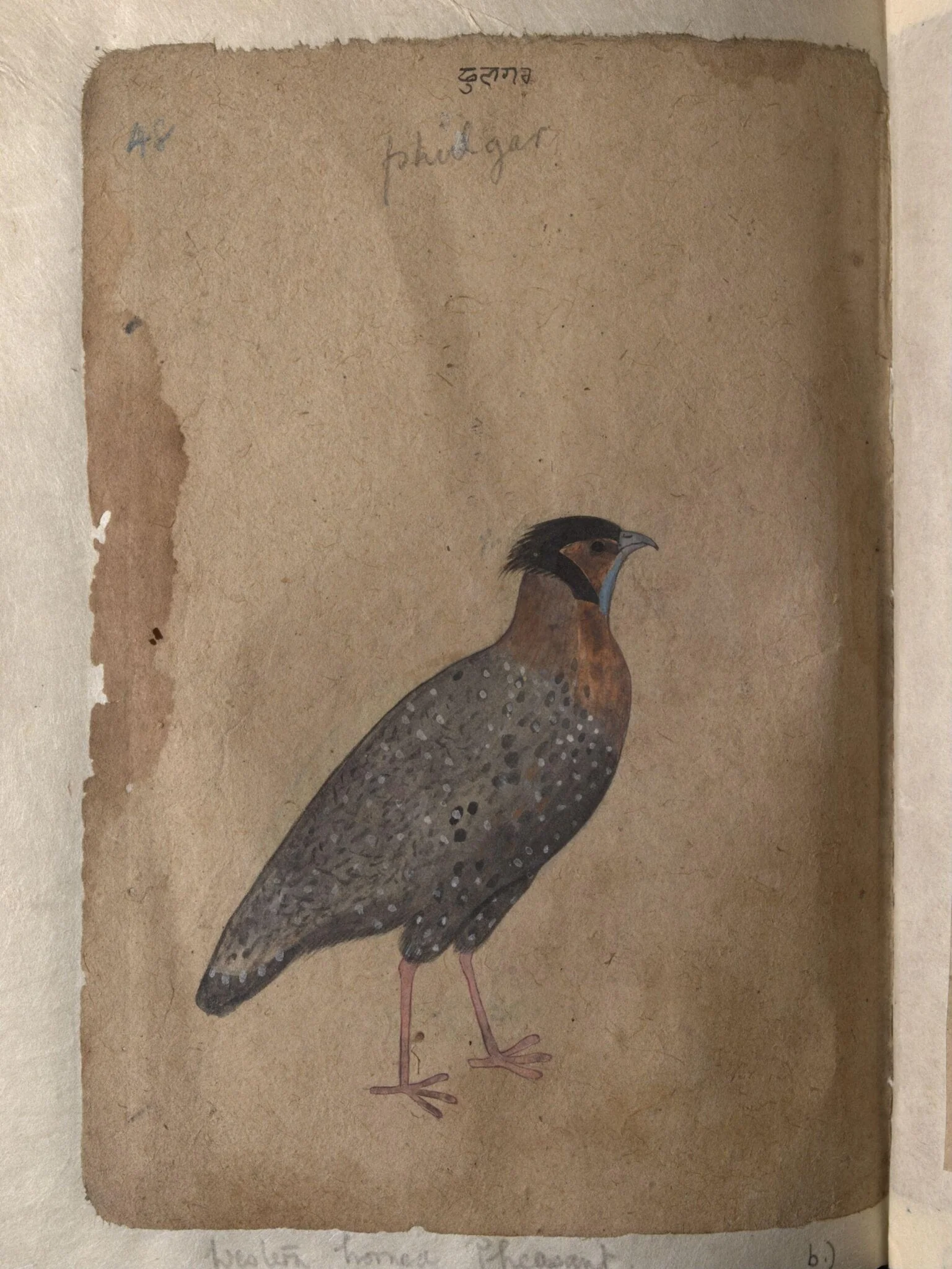 Depictions of Impeyan pheasant (male) and a Western horned pheasant of Northern India, by Unknown, paint, 1820