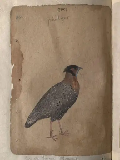 Depictions of Impeyan pheasant (male) and a Western horned pheasant of Northern India