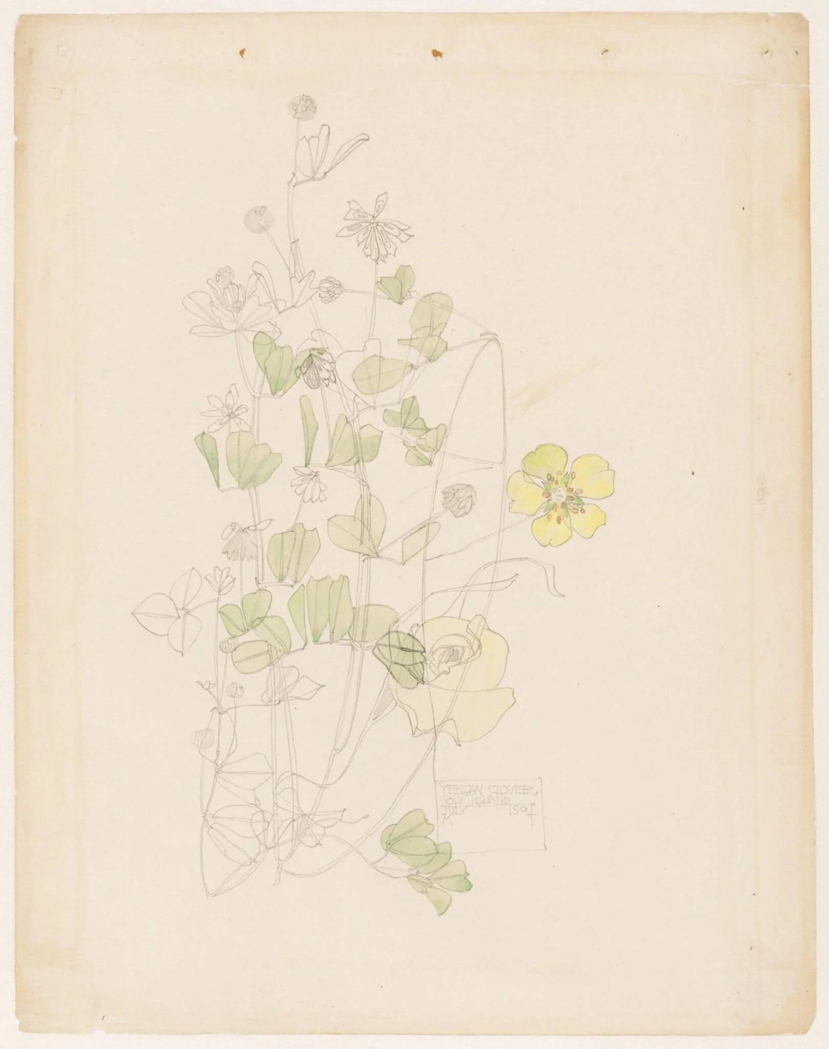 Yellow clover