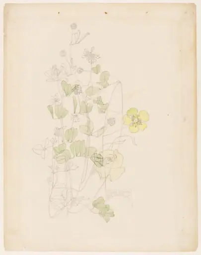Yellow clover