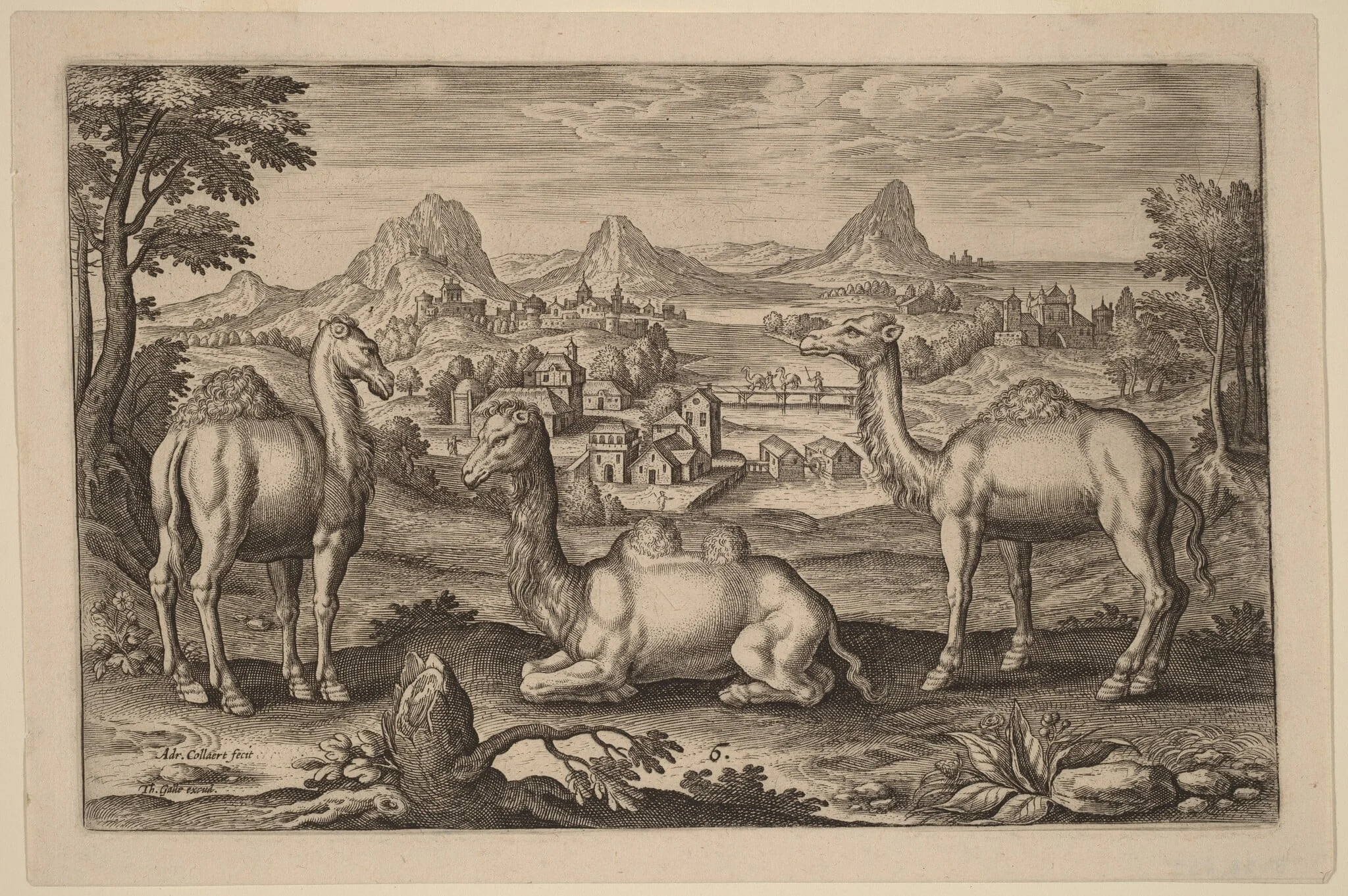 Two Dromedaries and a Camel, by Adriaen Collaert, ink, 1597