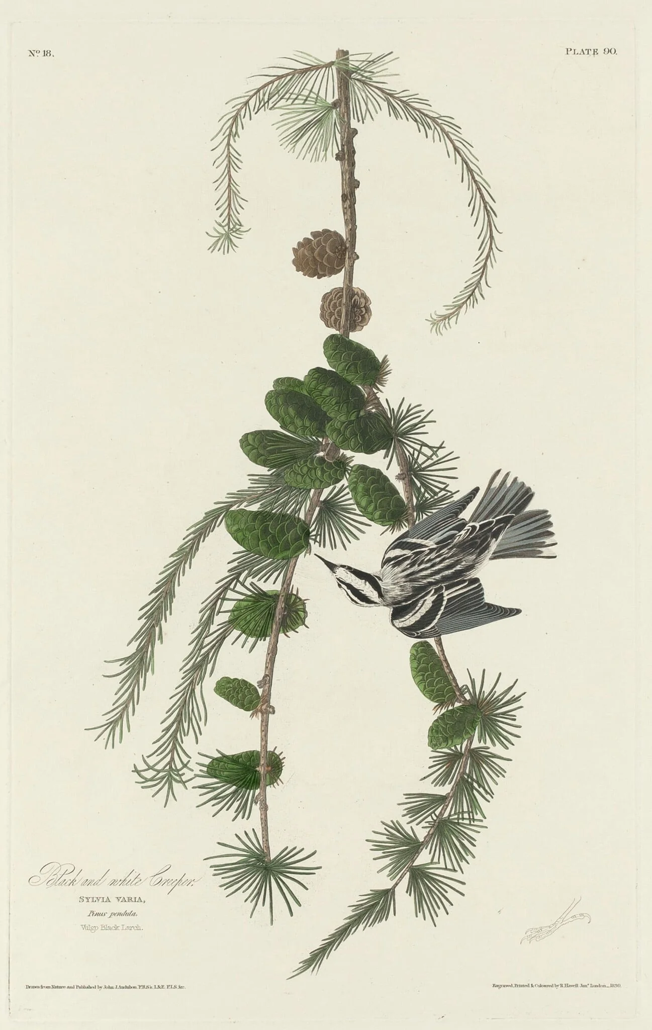 Black and White Creeper, by Robert Havell Jr., ink, 1830