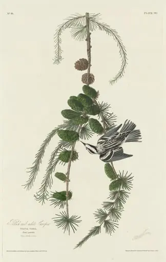 Black and White Creeper