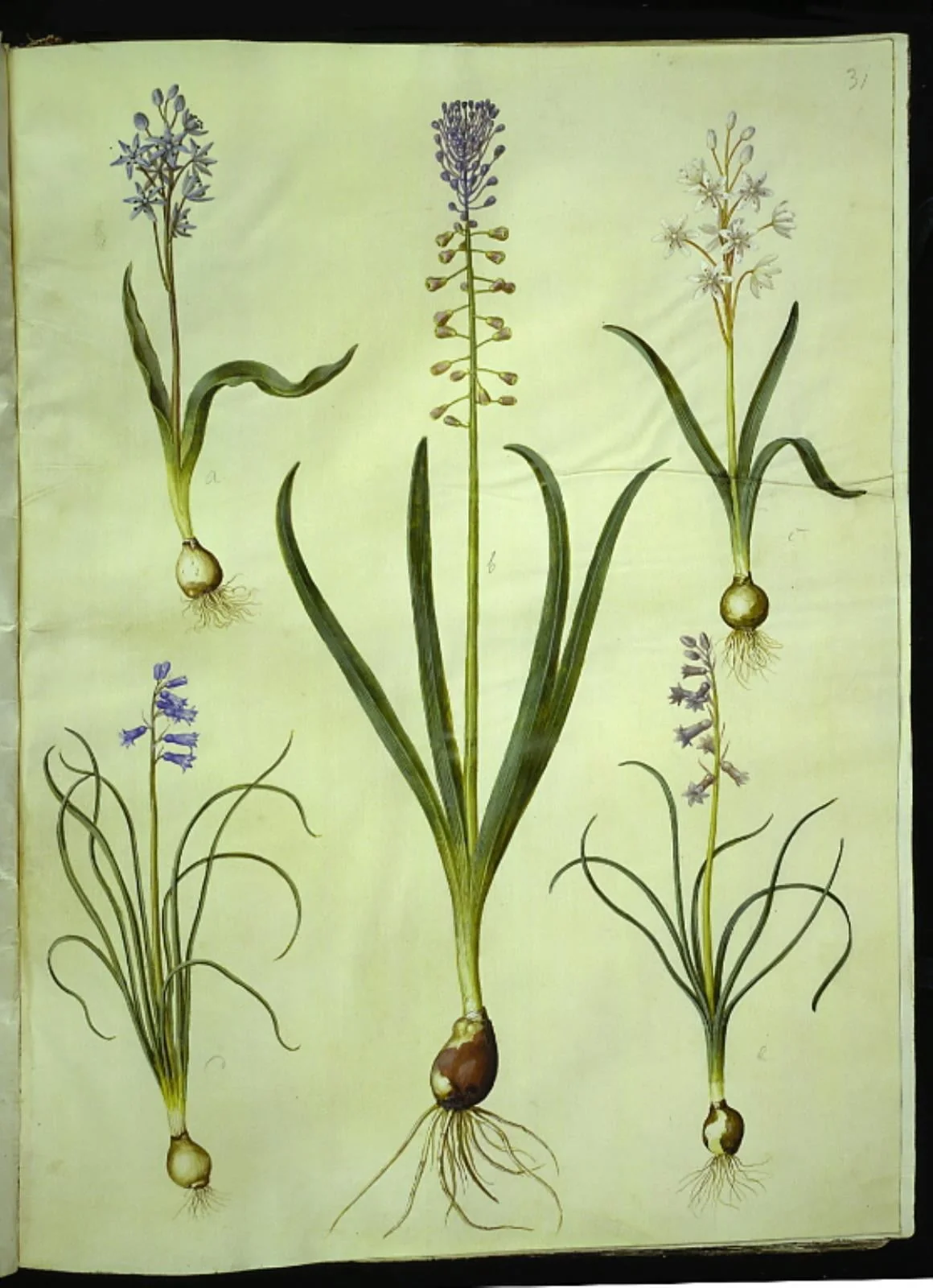 Scilla bifolia (tobladet skilla); Muscari comosum (duskhyacint); Brimeura amethystina (pyrenæisk hyacint), by Unknown, unspecified, 1654