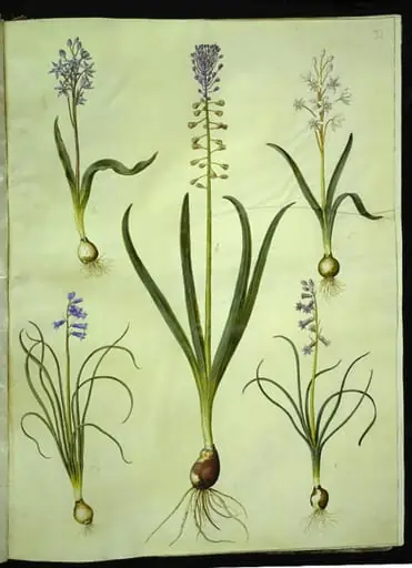 Scilla bifolia (tobladet skilla); Muscari comosum (duskhyacint); Brimeura amethystina (pyrenæisk hyacint)