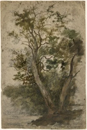 A Tree, by William Howis junior, unspecified, 1852